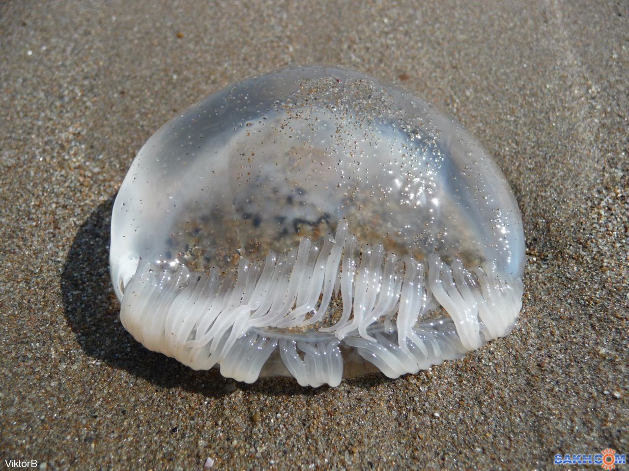 Медуза белая